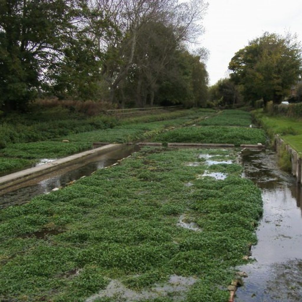 water cress bed