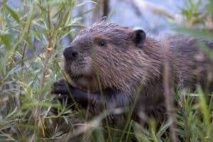Eurasian beaver feeding among willow at a river's edge, illustrating the link between beavers and flooding.