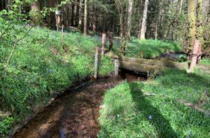 Natural Flood Management: Harnessing Nature to Combat Flood Risks