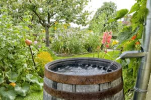 Wooden water butt collecting roof runoff from a downpipe in a garden, a simple example of rainwater harvesting.