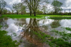 Waterlogged meadow with standing surface water reflecting trees, illustrating groundwater flooding rising to ground level.