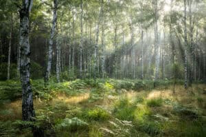 Sunlight through a silver birch woodland with ferns and grasses — the kind of vegetation that helps soils absorb rainfall.
