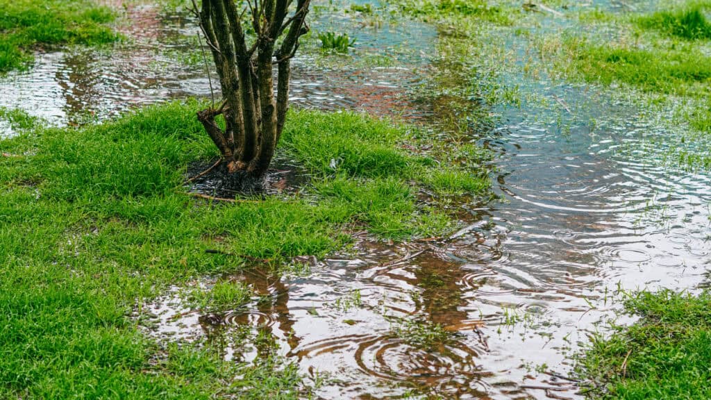 Rainwater pooling on waterlogged grass around a tree, illustrating surface water ponding in a low-lying garden.