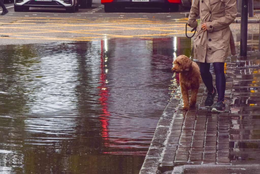A person in a beige trench coat walks a brown dog along a wet city pavement next to a large puddle, with reflections of lights and cars visible in the water.