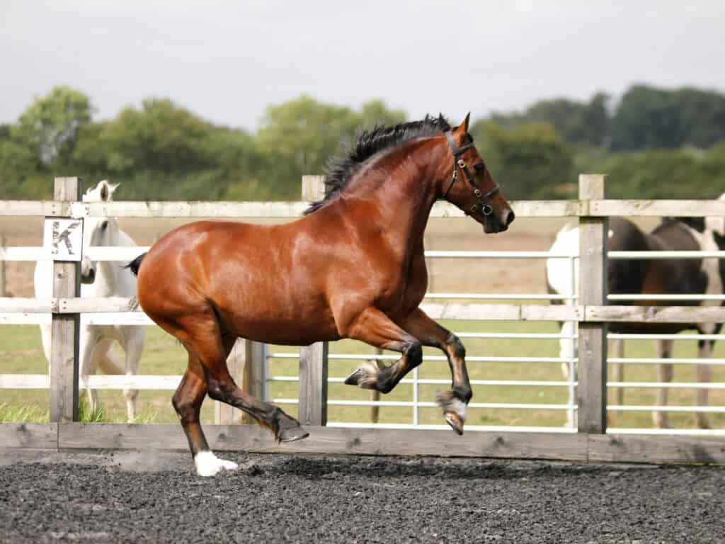 Horse cantering in an outdoor ménage on an equestrian holding, where planning permission for stables and arenas is usually required.
