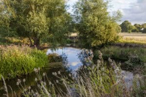 Wildflower-fringed wet pond with reeds and willows, a vegetated SuDS feature that shows how SuDS and biodiversity net gain overlap.