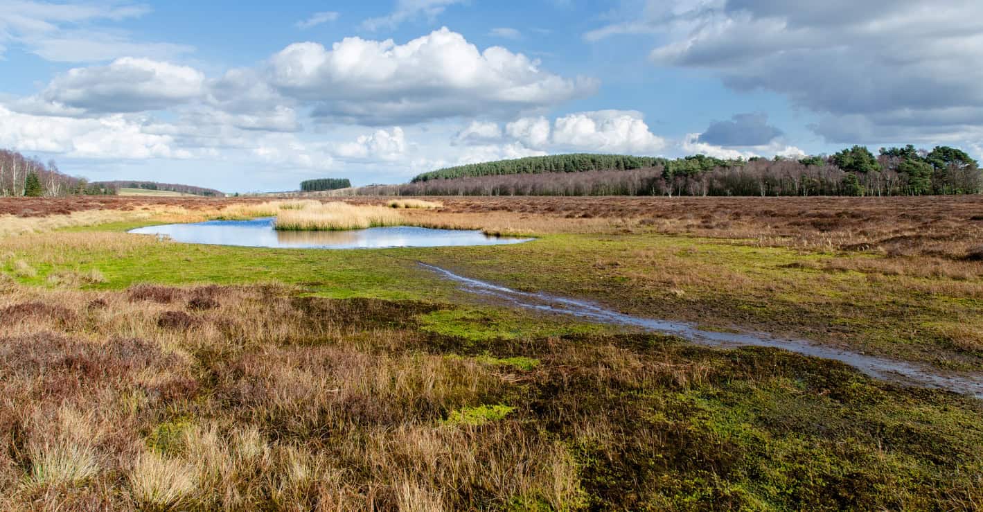 Crescentic pool at Muckle Moss, a Natural England SSSI and National Nature Reserve on a Northumberland peat bog.