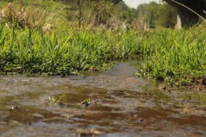 Shallow spring-fed flow across grassland, the kind of seepage perched groundwater produces where a clay layer daylights.