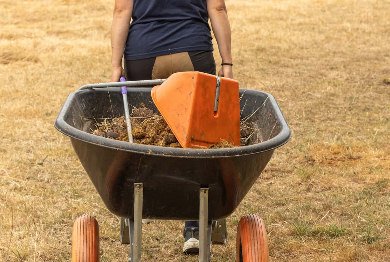 Wheelbarrow of horse manure pushed across a dry paddock, for a case study on a stable yard drained beside ancient woodland.