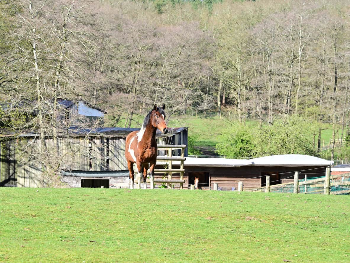 Skewbald horse in a paddock in front of timber stables and woodland, illustrating a stable yard drained beside ancient woodland.